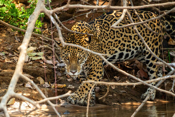 jaguar hunting in the woods © Luis