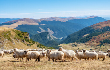Flock of sheep in the mountains 