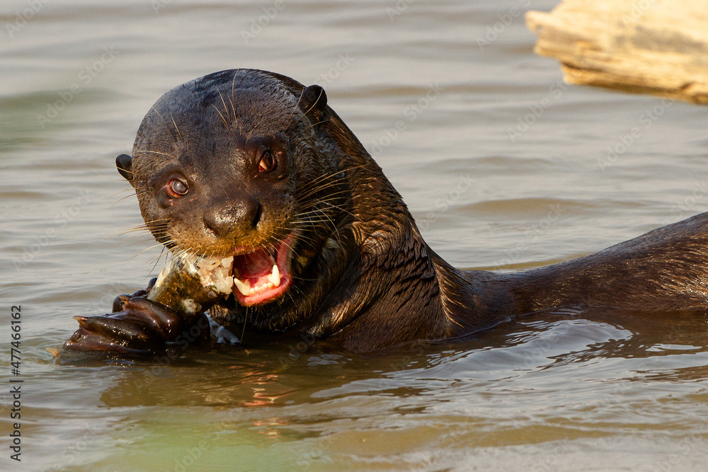 Canvas Prints giant otter eating a fish