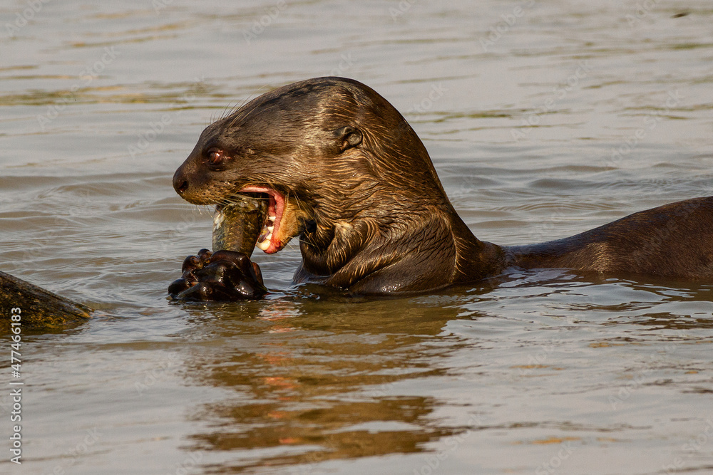 Canvas Prints giant otter eating a fish