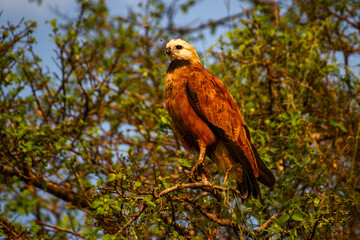 red tailed hawk
