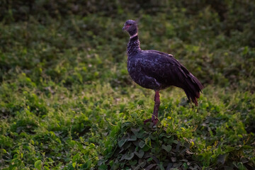 Obraz premium stork in the grass