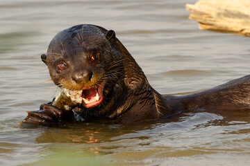 Fototapeta premium giant otter eating a fish