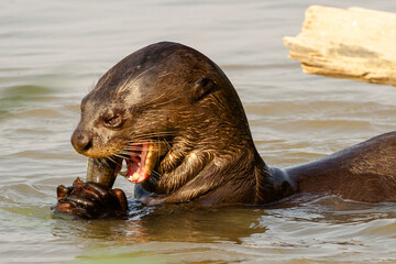 giant otter eating a fish