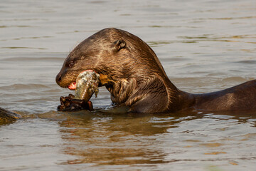 giant otter eating a fish