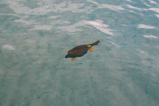 Blue spotted Boxfish, Ostracion cubicus, inhabits coral reefs of the Red Sea, Egypt, it belongs to the family Ostraciidae