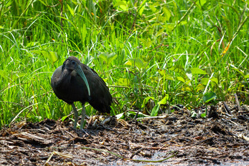 black raven on grass