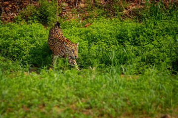 jaguar huntting in the forest