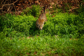 jaguar huntting in the forest