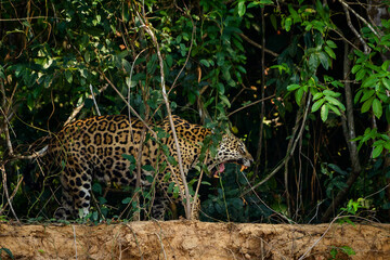 Fototapeta na wymiar jaguar huntting in the forest