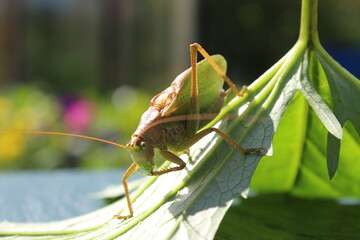 grasshopper on a leaf