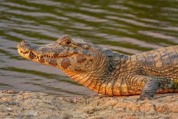 crocodile in the water