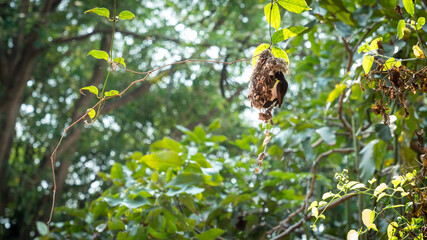 Fototapeta premium Sunbird feeding its kids