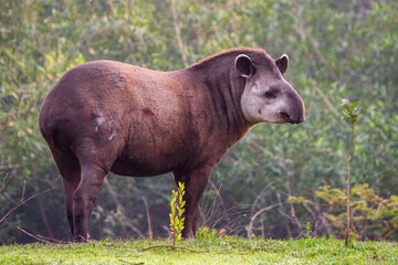 Obraz na płótnie Canvas giant tapir