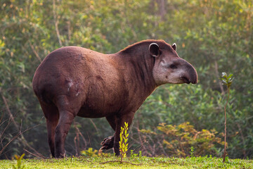 giant tapir - obrazy, fototapety, plakaty