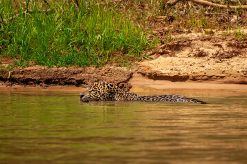 jaguar huntting