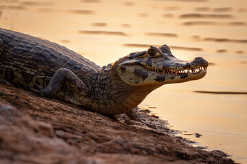 alligator in the everglades