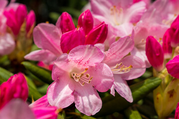 Fototapeta na wymiar pink flower japan