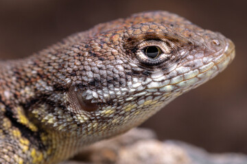 lizard on the rocks