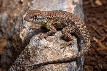 lizard on the rocks