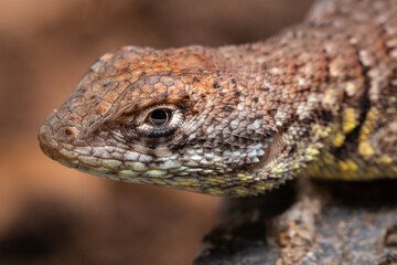 lizard on the rocks