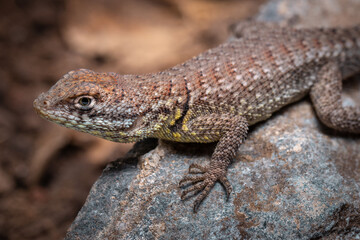 lizard on a rock