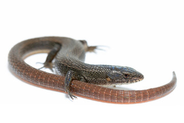 lizard on the white