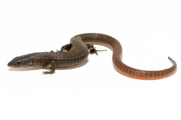 lizard on the white