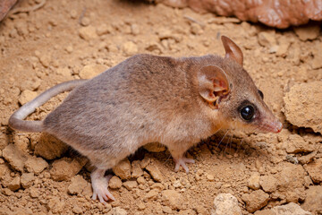 little marsupial on the ground