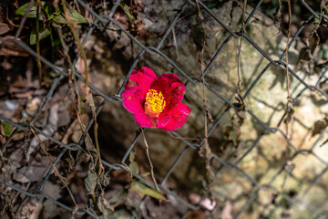 Single yuletide camellia on a fence - obrazy, fototapety, plakaty