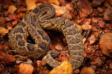 Obraz premium rattlesnake on the gound