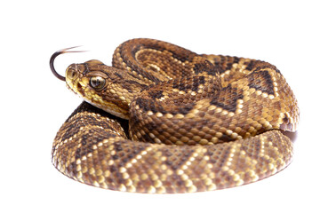 crotalus rattlesnake on the white