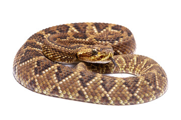 crotalus rattlesnake on the white
