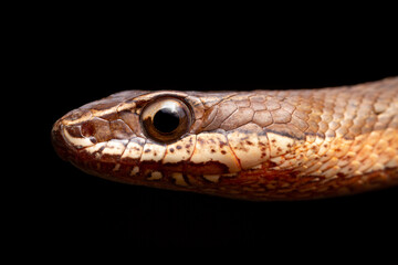 close up of snake