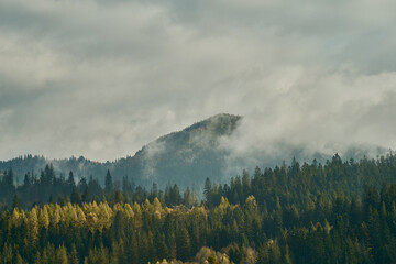 Landscape of mountain among clouds and fog , forest around with coniferous trees