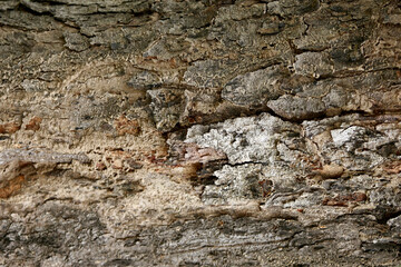 Wooden Bark in the garden , Close up Texture