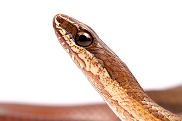 runner snake on the white