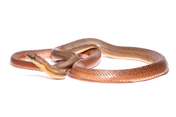runner snake on the white