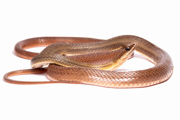 runner snake on the white