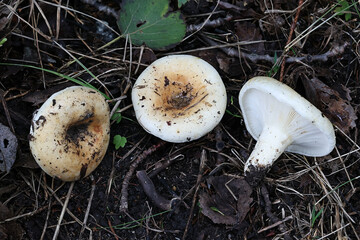 Fruity milkcap, wild mushroom from Finland, scientific name Lactarius evosmus