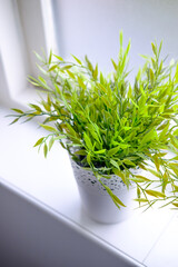 Green plant in pot near window