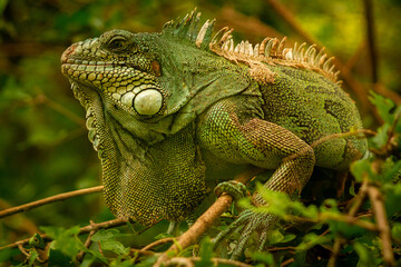 iguana on a tree