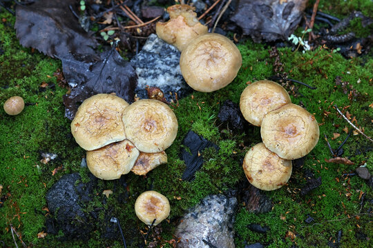 Bonfire scalycap, pioneer specie of burned ground and forest fire areas, scientific name Pholiota highlandensis