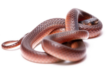 Fototapeta premium red ground snake on the white