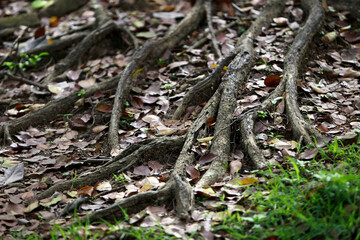 Wooden Bark in the garden , Close up Texture