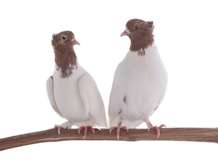 iranian pigeons sitting on a tree branch isolated on white background