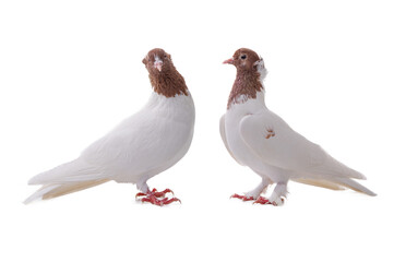 female and male Iranian pigeon isolated on white background