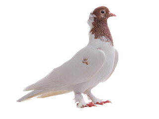 female Iranian pigeon isolated on white background