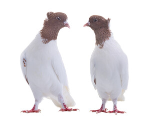 two doves isolated on white background