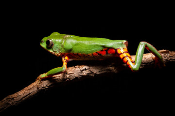 orange banded green tree frog on a tree
